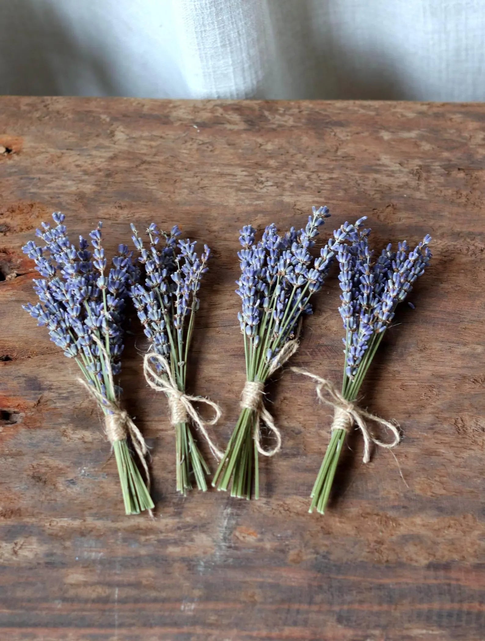 mini lavender plant Mini Lavender Bouquet – Node & Stem